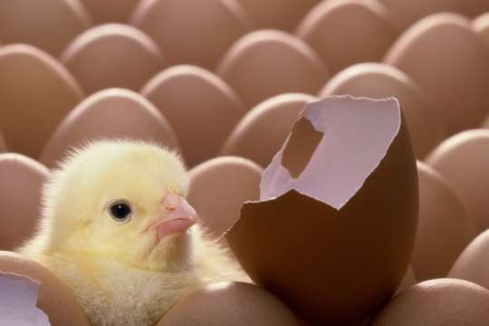 Дом 2 – поправь здоровье и отдохни. А яйца дорожают… Дом 2 – поправь здоровье и отдохни. А яйца дорожают…