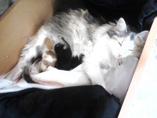 Долгожданные фото. Лиза и детишки