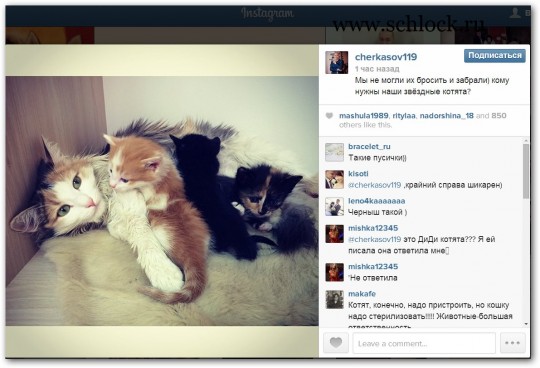 Участники раздают звездных котят 21.04.14