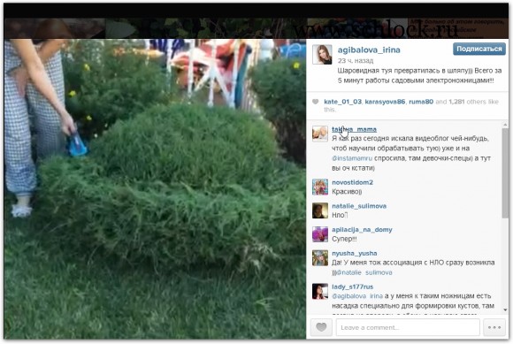 Ирина Александровна в инстаграм 13.07.14. Шаровидная туя