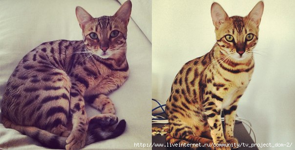 Бывшая участница купила кота за 10 тысяч рублей