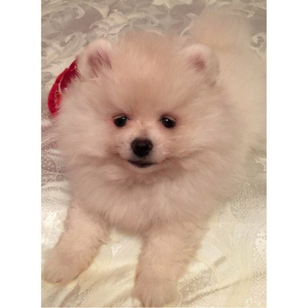 Женя Гусева подарит сыну свою мечту! Женя Гусева подарит сыну свою мечту!