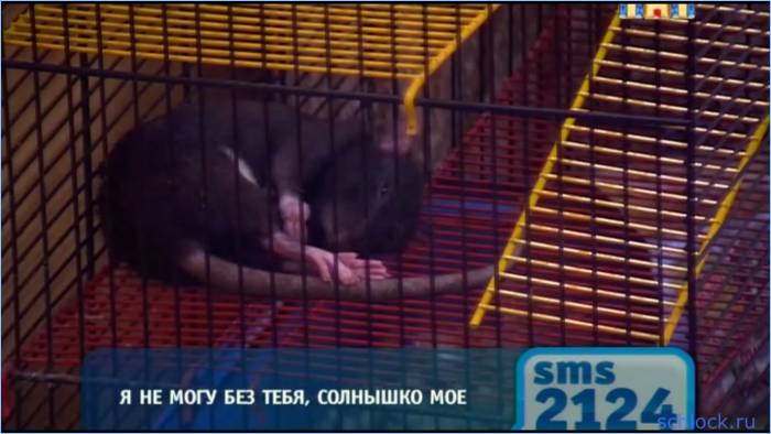 Рудневых оболгали?! Рудневых оболгали?!