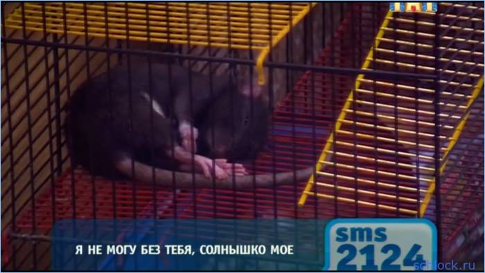 Этого Рудневым зрители не простят! Этого Рудневым зрители не простят!
