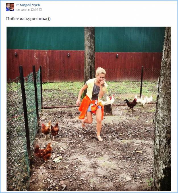 Побег из курятника