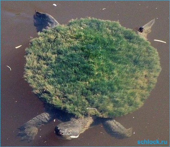 Невезуха на Острове невезения Невезуха на Острове невезения