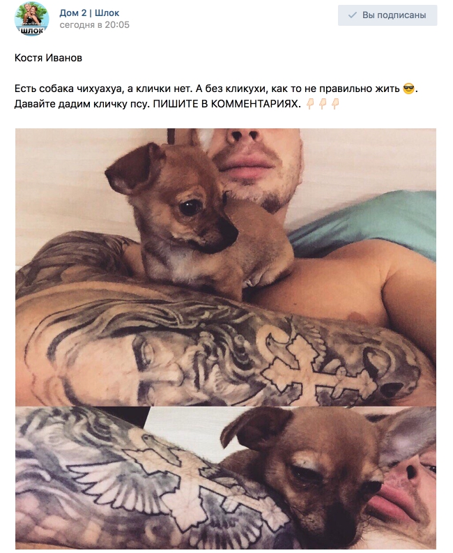 Есть собака чихуахуа, а клички нет