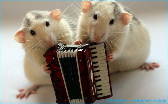 Сказка. Как Крыса в модель превратилась Сказка. Как Крыса в модель превратилась