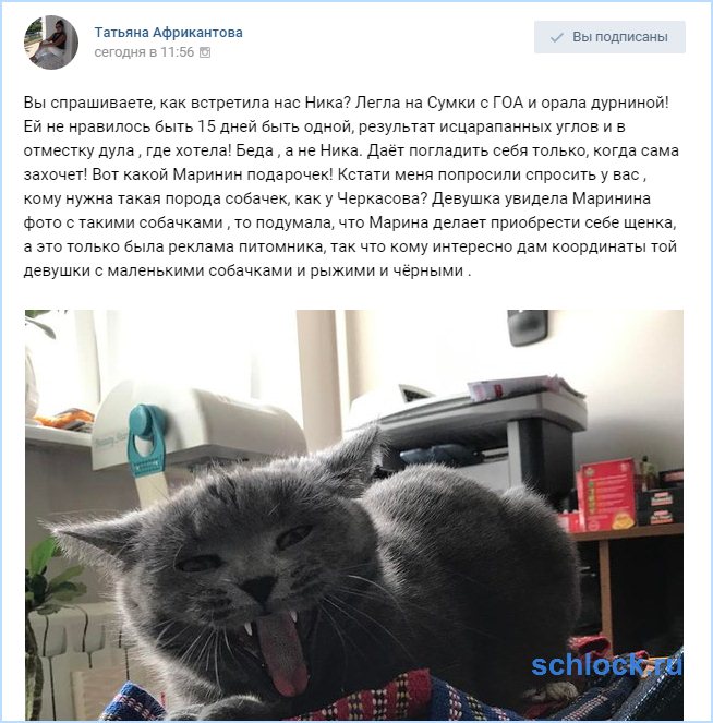 Кошка Африкантовой орала дурниной!