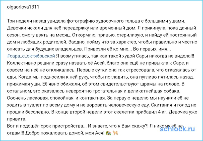 Орлова отказалась отдавать собаку!