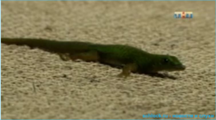 Обзор острова любви дом 2 10.06.2018