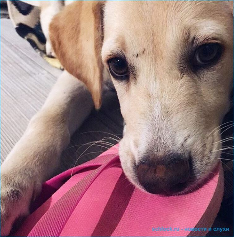 Майя Донцова осудила Виктора Шароварова!