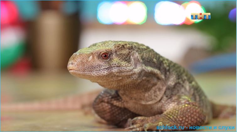 Обзор телешоу Бородина против Бузовой 11.09.2018