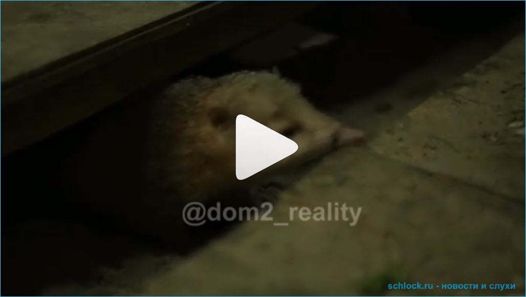 Анонс дом 2 на 03.02.19. Мондезир сцепился с новеньким