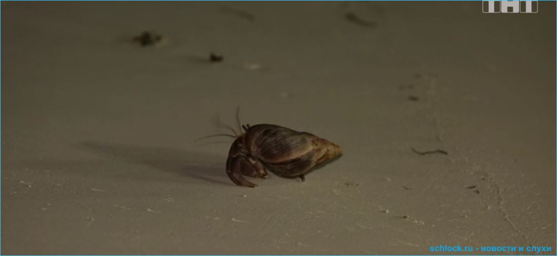 Обзор ночного эфира дом 2 11.03.2019