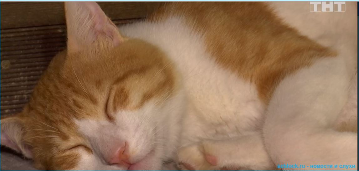 Обзор ночного эфира дом 2 11.03.2019