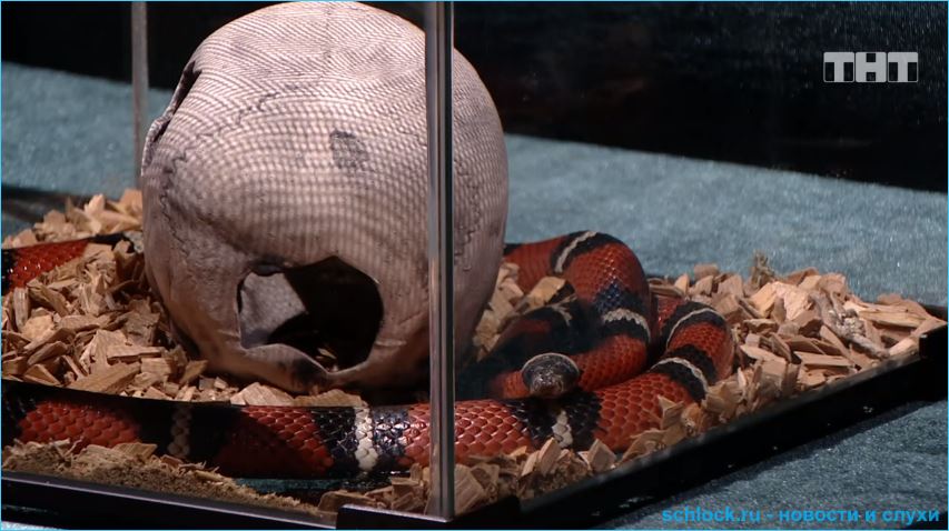 Ольга Рапунцель и Дмитрий Дмитренко такой ценой заработали отдых