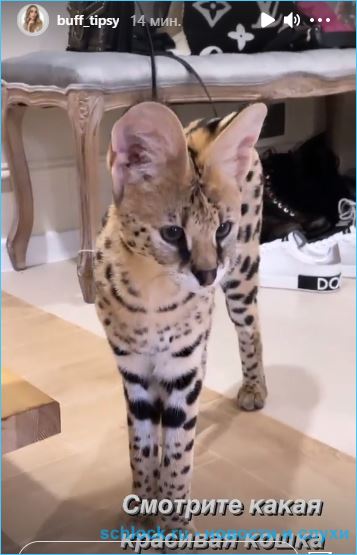 https://schlock.ru/wp-content/uploads/2021/01/xsshot-33117.jpg.pagespeed.ic.kB6AhlIn4H.webp