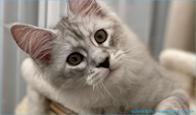 В семье Ксении Бородиной появился новый питомец - кот Цветан