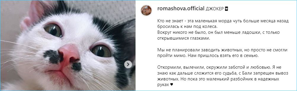 К чему снится подобранный котенок