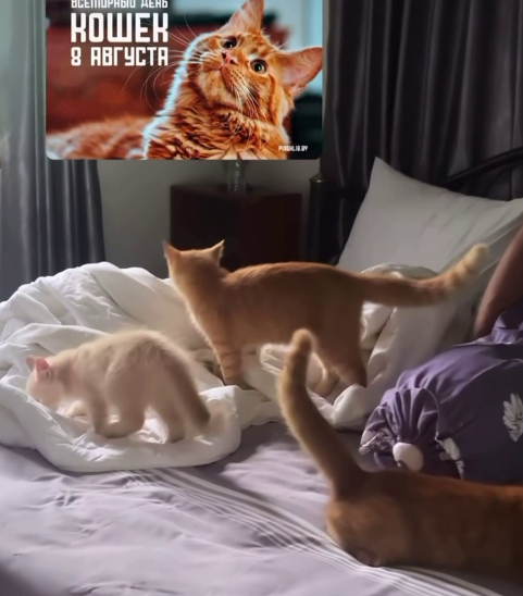 Ромашовы отметили День кошек, открыв кошачью столовую в Таиланде