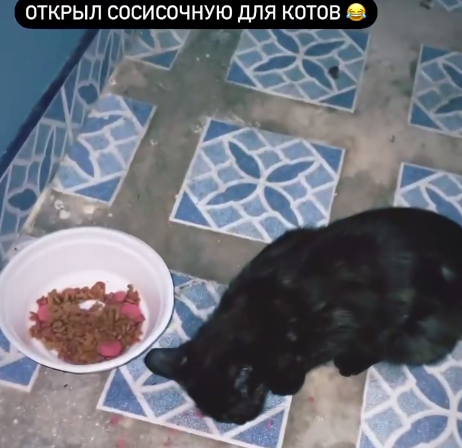 Ромашовы отметили День кошек, открыв кошачью столовую в Таиланде