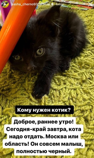 Оганесян в шоке! Как избавиться от питомца Черно?