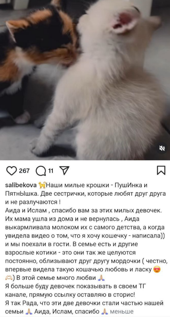 Наши сестрички! Юлия Колисниченко приютила котят-сироток