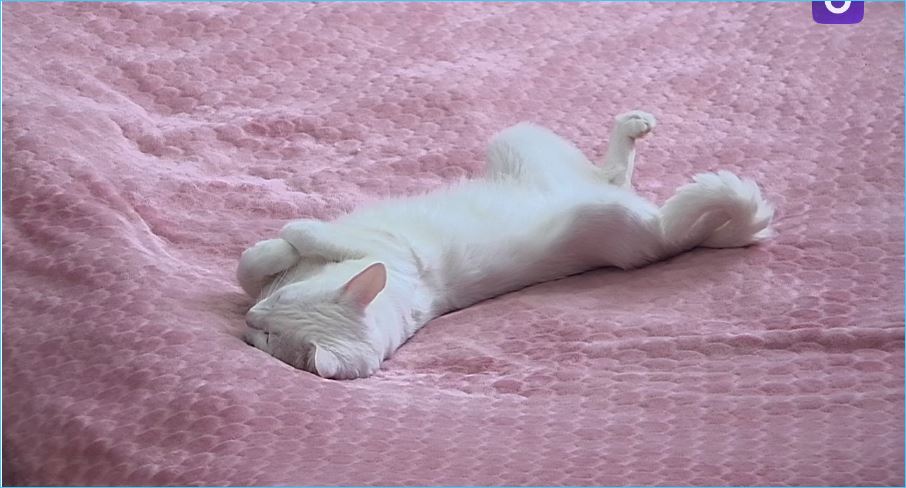 Даже кот Картье устал от претензий Никиты Максимова к Лизе Субботиной