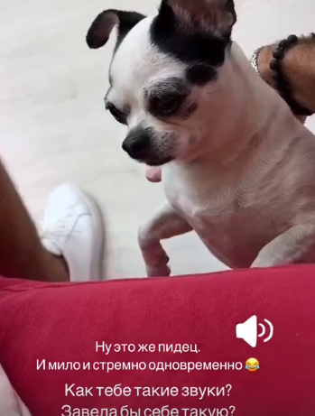 Дмитрий Луковкин присматривает на Поляне за собакой Клавдии Безверховой