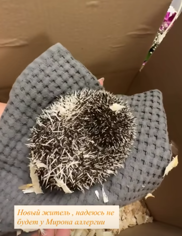 Нелли Ермолаева купила сыну карликового африканского ежа Нелли Ермолаева купила сыну карликового африканского ежа