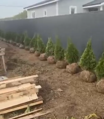 Вместо курятника Ильи Яббарова на Поляне построят конюшню для Хорошева