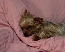 Екатерина Скалон случайно завела вторую собаку