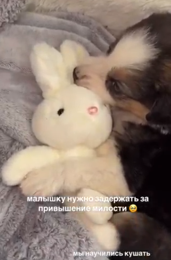 Екатерина Скалон случайно завела вторую собаку