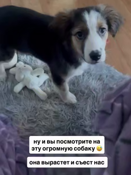 Екатерина Скалон показала собаку, найденную в Иркутске