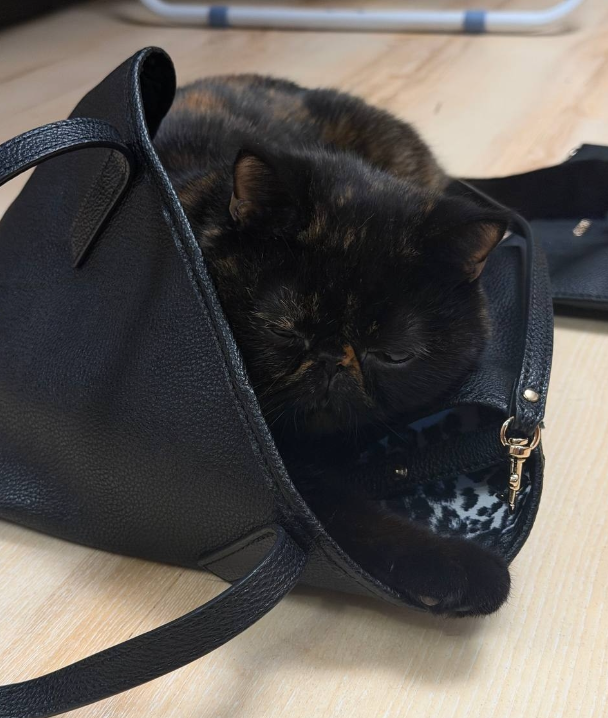 Алёна Опенченко улетела в Грузию, оставив кошку у подруги