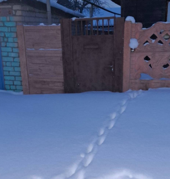 Вероника Гракович поехала в Беларусь подавать на развод