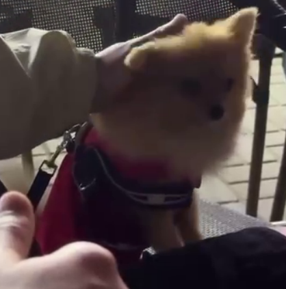 Евгения Дорожкина взяла из приюта собаку с грустной историей