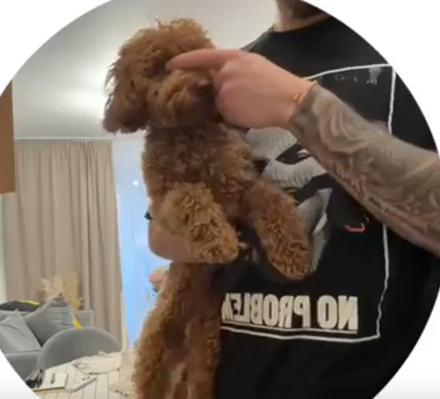 Игорь Григорьев нашел "жениха" для своей собаки Оливы