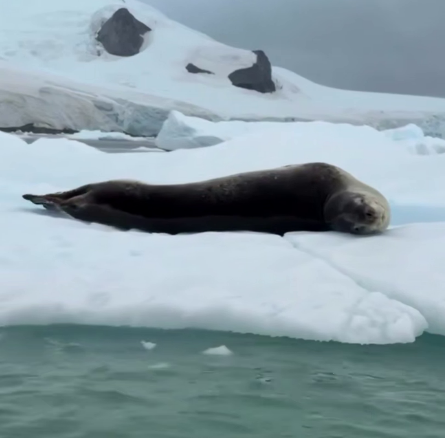 Виктория Романец поделилась кадрами из путешествия в Антарктиду