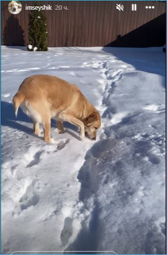У Сейшика появилась подруга – кошка, способствующая его реабилитации