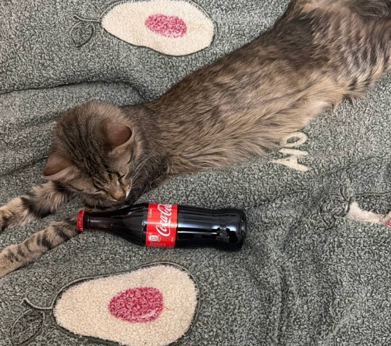 Ксения Нечаева повезла Стёпу Карпова знакомиться с родителями