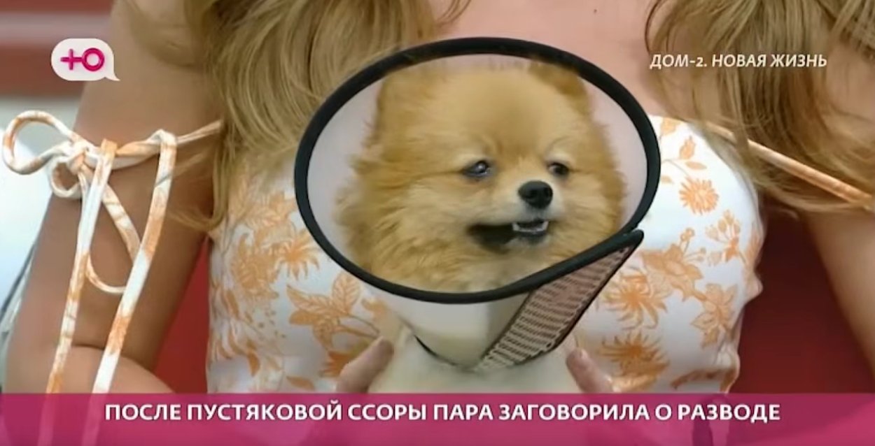 Сергей и Евгения Хорошевы улетели в Китай, оставив собаку Кристине Лясковец