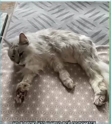 Ксения Бородина переживает за состояние своего кота Цветана