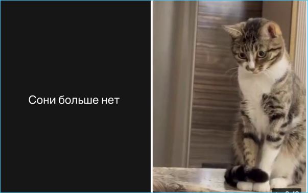 Ольга Орлова винит себя, что не уберегла кошку Соню