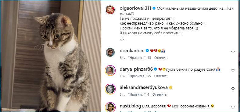 Ольга Орлова винит себя, что не уберегла кошку Соню