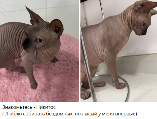 Евгения Дорожкина: Знакомьтесь, Никитос